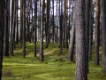 20090924111316_foret-ecosse.jpg