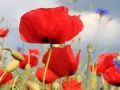 20090924135806_coquelicots.jpg