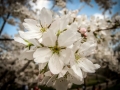 nyc2012-jfagnoni-1306.jpg