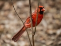 nyc2012-jfagnoni-2728.jpg